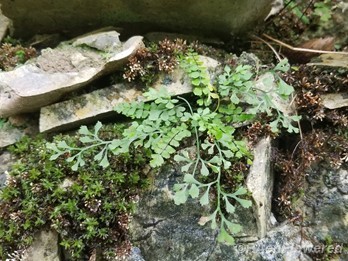 Growing with Wall-rue fern