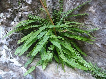 Maidenhair spleenwort