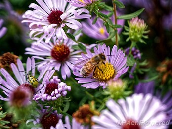 Aromatic aster