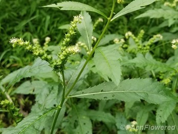 Plant form & habitat