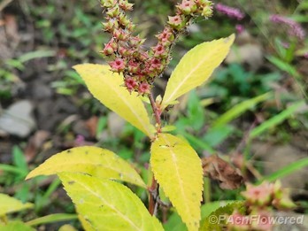 Plant in early fruit