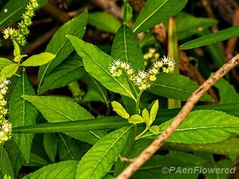 Plant in flower
