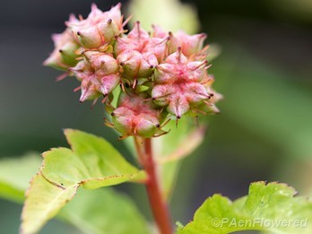 Seedpods and leaves