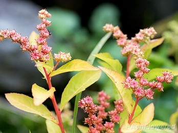 Leaves, stems and seedpods