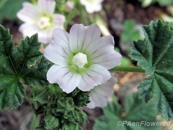 Flowers & leaves