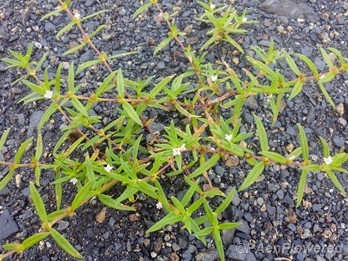 Rough buttonweed