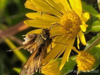 Flower with pollinator interaction 