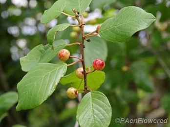 Leaves and ripening fruit