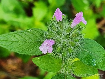 Plant in flower