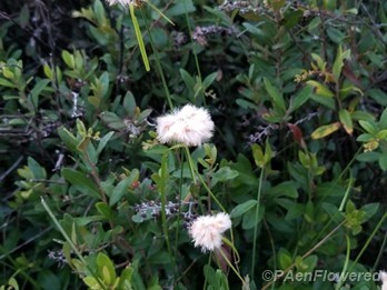 Cottonsedge
