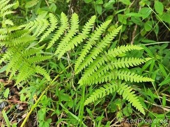 Adult frond