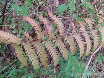 Withering frond