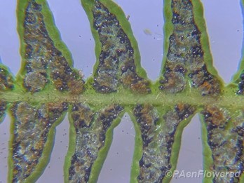 Undersurface of frond showing sori and revolute margins