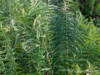 Mature fronds with sori