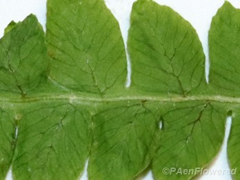 Dichotomous venation