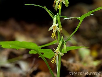 Tall rattlesnake-root