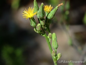 Sticky hawkweed