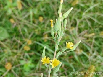 Wild lettuce