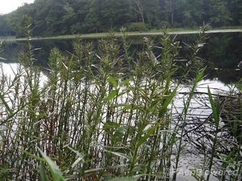 Plant form & habitat