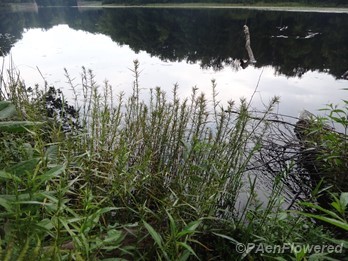 Plant form & habitat