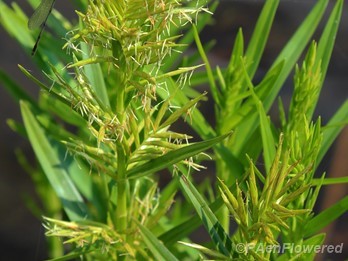 Culms with spikelets