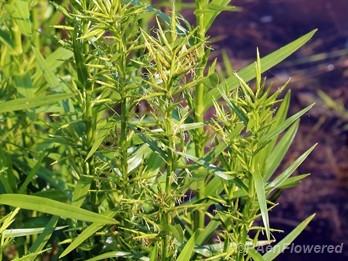 Clump of culms with spikelets