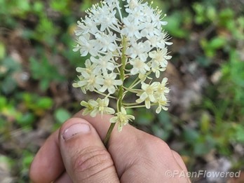 Inflorescence