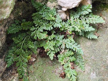 Plant form