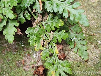 Mature fronds