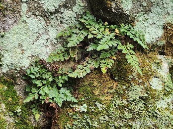 Fern tufts
