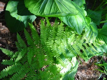 Adult frond