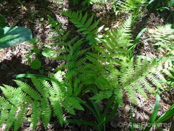 Spring lady fern cluster