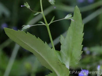 Plant in flower