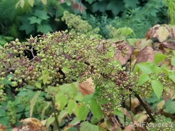 American spikenard