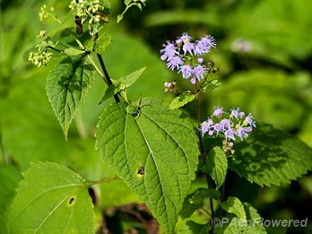 Flowers & leaves
