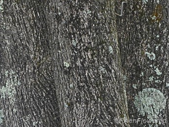 Mature bark with lichens