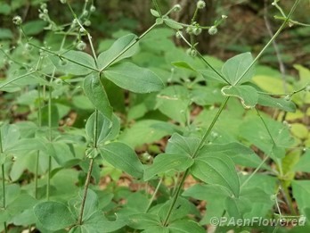 Forest licorice bedstraw