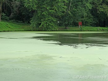 Pond Covered with Fronds of Wolffia and Lemna minor