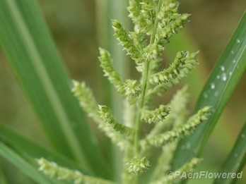 Spikelets & leaves