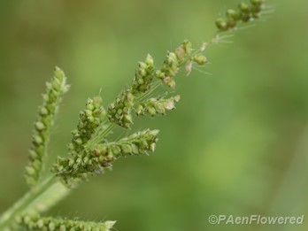 Spikelets