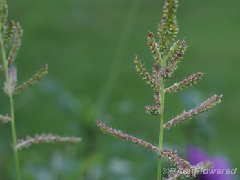 Plant in early fruit