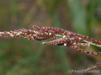 Plant in fruit