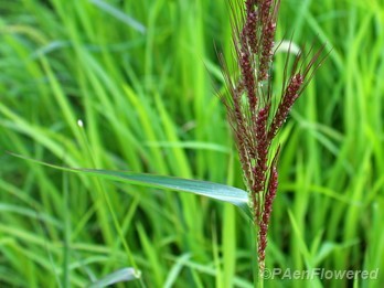 Plant in fruit
