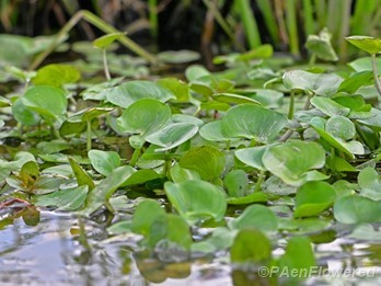 Leaves