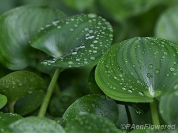 Kidneyleaf Mud-Plantain