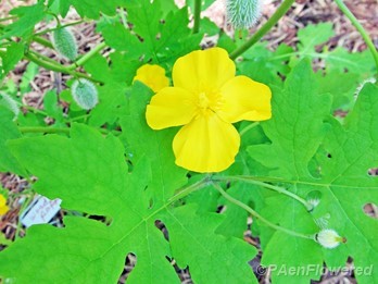 Leaves, flower, & fruit