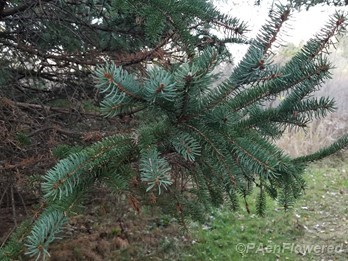 Spruce
