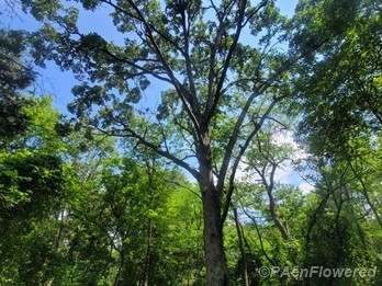 Mature tree in a glade