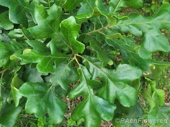 Leaves