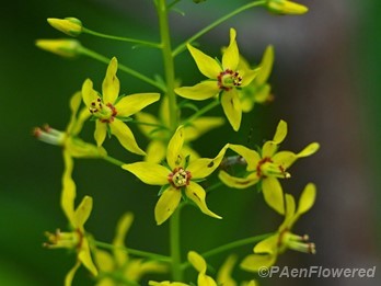 Plant in flower